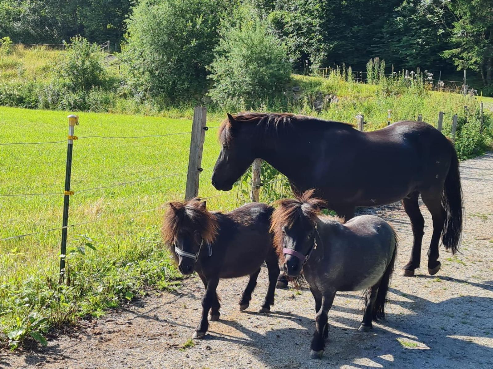 Obermuehlhof Lägenhet Saalfelden Exteriör bild